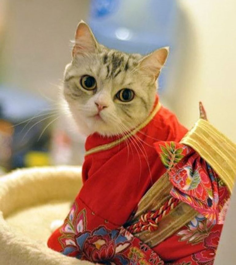 Japonya’da kimono ve kediler artık birbirleriyle sıklıkla anılır oldu galerisi resim 2