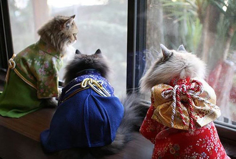 Japonya’da kimono ve kediler artık birbirleriyle sıklıkla anılır oldu galerisi resim 4