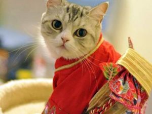 Japonya’da kimono ve kediler artık birbirleriyle sıklıkla anılır oldu