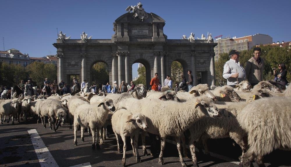 Madrid'de koyunlar şehre indi galerisi resim 1