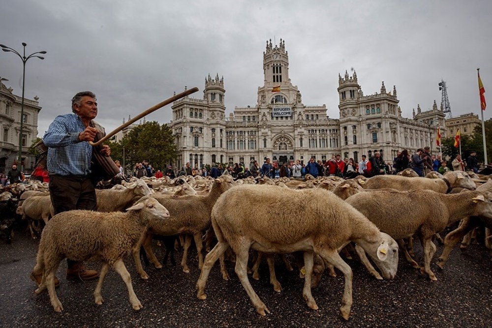 Madrid'de koyunlar şehre indi galerisi resim 2