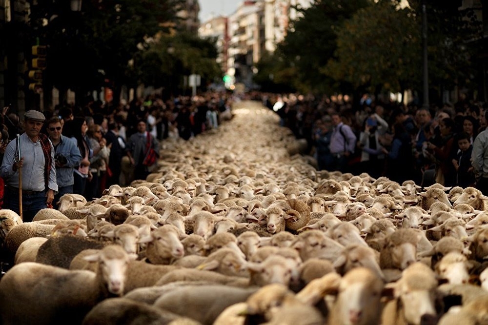 Madrid'de koyunlar şehre indi galerisi resim 4