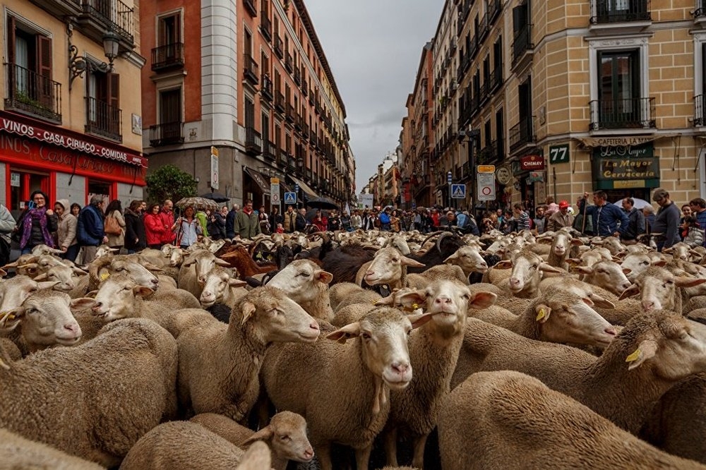 Madrid'de koyunlar şehre indi galerisi resim 5