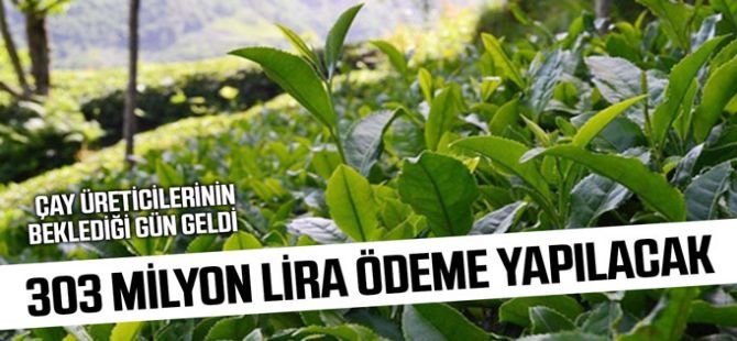 Çay üreticilerine 303 milyon lira ödeme yapılacak