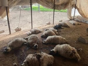 Kütahya'da başıboş köpekler, 22 küçükbaş hayvanı telef etti