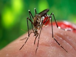 Boğaziçi Üniversitesi Zika Virüsü araştırması başlattı