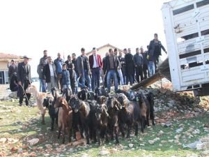Gaziantep’te çiftçilere keçi dağıtımı