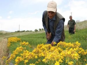 Bingöl'de sarı kantaron bitkisinin hasadı başladı