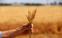 Diyarbakır'da yılın ilk buğday hasadı başladı
