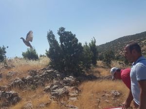 Mardin’de bin keklik doğaya salındı