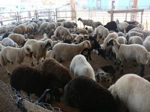 Çiftçi: Türkiye'de hayvancılık sektörü dengesiz işliyor