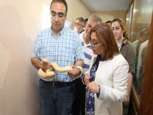 Samsun'da el konulan yılanlar Gaziantep'e getirildi