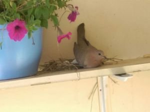 Duyarlı vatandaş balkonunu yuva yapan kuşa bıraktı