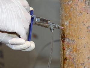 Ağaçlar enjeksiyon yöntemiyle korunuyor