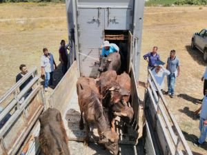 Genç çiftçilere hayvan dağıtımı yapıldı