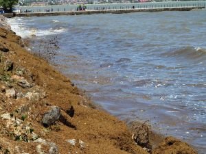 Tatvan sahilindeki kirlilik tepki çekiyor