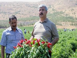 Yılmaz: Gaziantep biber üretiminde söz sahibi olacak!