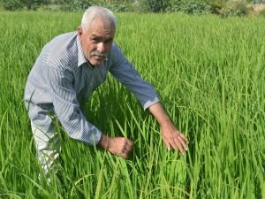 Köylerinin pirinç bölgesi ilan edilmesini istiyorlar