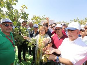 Gaziantep'teki “Antepfıstığı festivali” tarlada hasat ile başladı