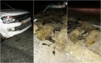 Bismil'de kaza: 4 kişi yaralandı 25 koyun telef oldu