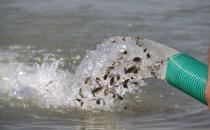 Göksu Barajı’na 200 bin balık yavrusu bırakıldı