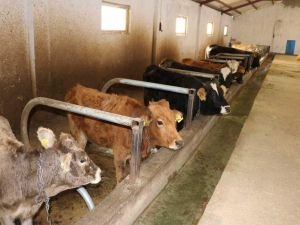 Skandal! Çiftçilere hibe edilen hayvanlar "hastalıklı çıktı" iddiası