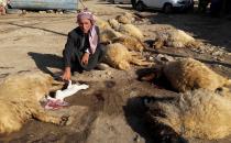 Mısır tarlasında otlayan 50 koyun telef oldu