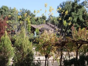 Dülük Tabiat Parkı’nda sonbahar manzarası göz kamaştırıyor