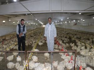 Bingöl'de yılda yaklaşık 2 milyon canlı tavuk üretimi yapılıyor