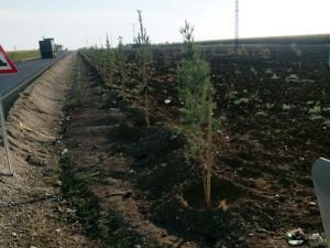 Kızıltepe’de 13 bin çam ağacı dikimine başlandı