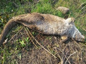 Dicle Nehri civarında ölü su samuru bulundu