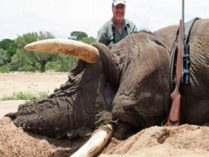 FFI: “Mozambik'te altı yılda 11 bin fil öldürüldü”