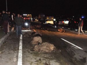 Araçlar sürüye daldı: 42 hayvan telef oldu, 6 kişi yaralandı