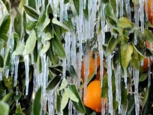 Meteorolojiden çiftçilere zirai don uyarısı