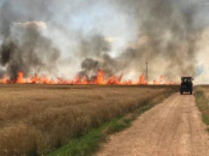 Çıkan yangında 170 dönüm buğdayı kül oldu