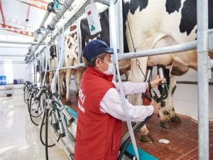 Ticari süt işletmelerince 736 bin ton inek sütü toplandı