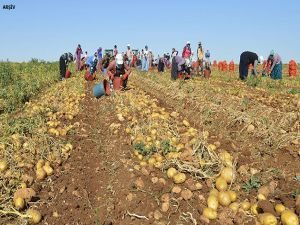 ​Karantina nedeniyle 25 ilde patates ekimi yasaklandı