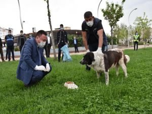 Bağlar Belediyesi Başkanı yiyecek sıkıntısı yaşayan sokak hayvanlarına mama bıraktı
