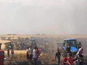 Derik’te 250 dönümlük buğday tarlası yandı