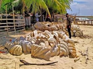 Filipinler'de 25 milyon dolar değerinde 200 ton dev midye kabuğu ele geçirildi