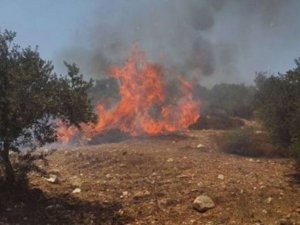 Siyonist işgalciler el-Halil’de Filistinli çiftçilerin ekinlerini ateşe verdi