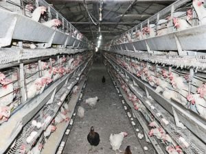 Üreticiler yumurta fiyatlarındaki artış hakkında ne düşünüyor?