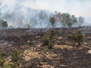 Bingöl'de 4 ayrı noktada orman yangını