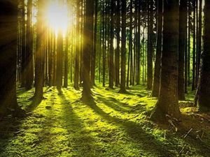 Nallıhan'daki ormanlık alan "Sarıçalı Dağı Milli Parkı" oldu