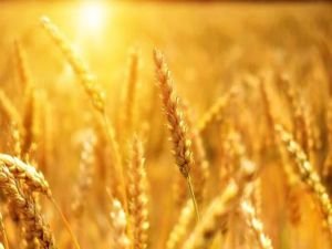 TMO, buğday satış fiyatına yüzde 22 zam yaptı