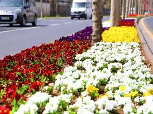 DBB'nin ürettiği 3 milyon 300 bin çiçekle şehir rengarenk