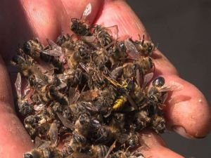 Kanada arıcılık sektöründe büyük çaplı arı ölümleri nedeniyle kriz yaşanıyor