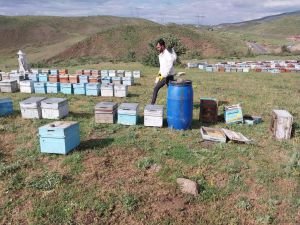 Bingöl'de ayılar arı kovanına saldırdı