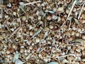 Mardin'in endemik şifalı bitkisi: İkşut otu