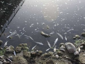 Bingöl Valiliği yaşanan balık ölümleri ile ilgili açıklama yaptı